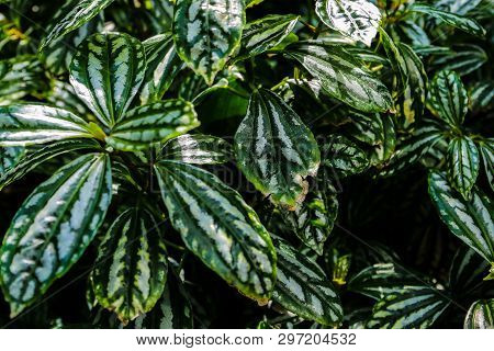 Lush Foliage Of Decorative Plant Pilea Cadierei Alumnium Plant . Natural Green Background.