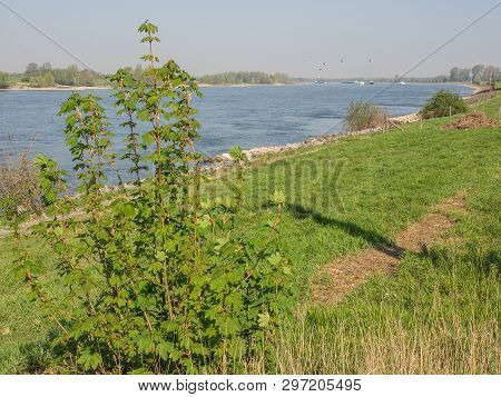 the river rhine near rees in germany