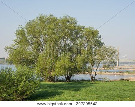 the river rhine near rees in germany