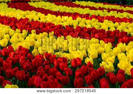 Beautiful Tulips Field In Sunny Weather In Holland.