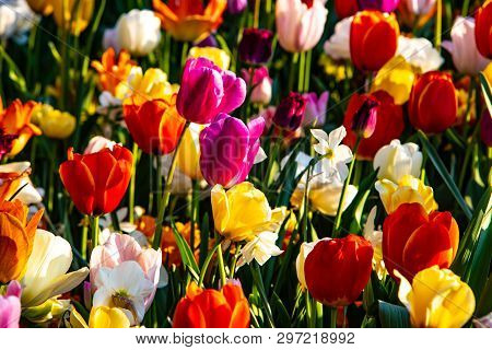 Beautiful Mixed Tulips In Sunny Weather In Holland.
