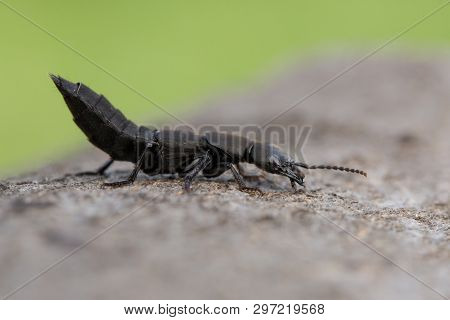 The Devils Coach-horse Beetle Ocypus Olens In Czech Republic