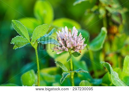 Wild Meadow Clover Flower. Purple And Green Colors In Dawn Light With Dew Drops, Macro. Soft Focus N