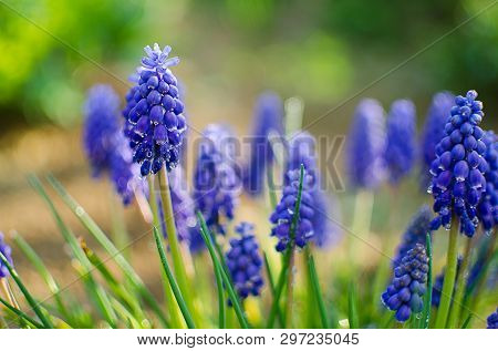 Small Blue Flowers Bloom In Spring Muskari