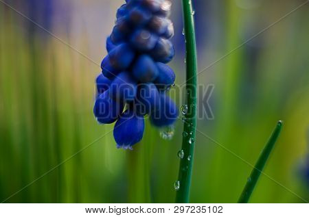 Small Blue Flowers Bloom In Spring Muskari