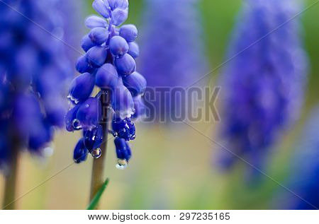 Small Blue Flowers Bloom In Spring Muskari