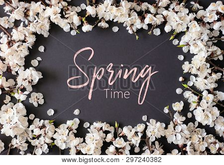 Postcard Spring Time. Spring Flowers On Black  Background. Apricot Blossom . Top View. Apricot Bloss