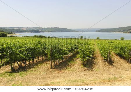 Vigneto e lago In Umbria