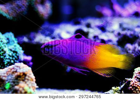 Royal Gramma Salt Water Fish  - (gramma Loreto)