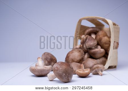 Basket of scattered mushrooms. Mushrooms dumped from a wooden basket.