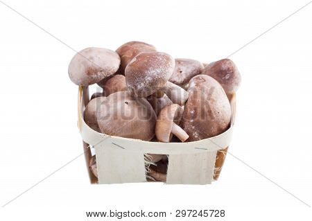 Shiitake mushroom presentation. Shiitake mushroom top view.