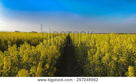 A Rapeseed Field With A Blue Sky Photographed At Sunrise.