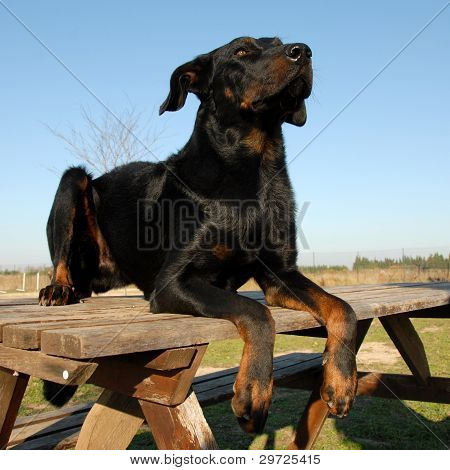 Franske Shepherd