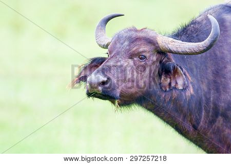 Bull Kenya National Park.african Buffalo, Syncerus Caffer, Bull, Kenya National Park