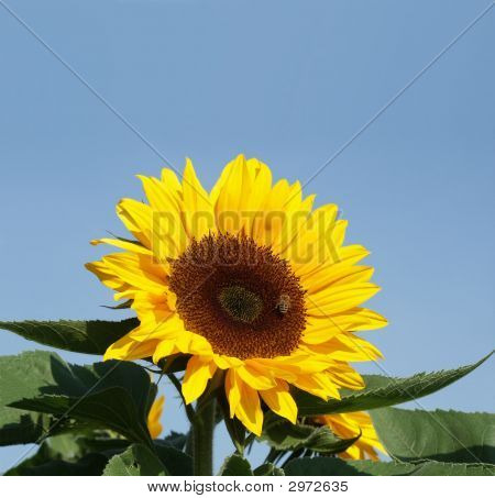 Sun Flower