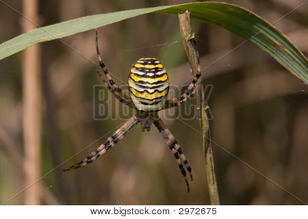 WASP Spider