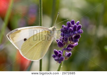 Butterfly On Purple Flower