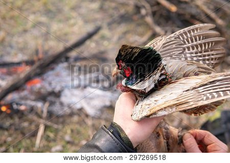 Fowl Preparing, Hunting Theme. Hands Of Man Pull Out A Feathers Of Colorful Pheasant Fowl. Plucking 
