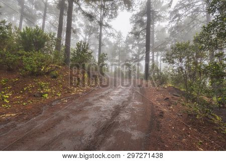 Beautiful Foggy Forest In Arenas Negras, Tenerife, Canary Islands, Spain.