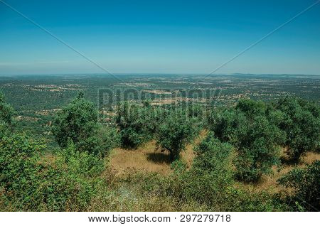 Countryside Landscape With Verdant Olive Trees On Top Of High Hill In A Farm Of Evoramonte. A Tiny F