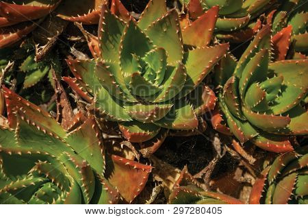 Close-up Of Prickly Leaves Of Lush Succulent Plants In Front Of Wall At Evoramonte. A Tiny Fortified