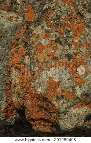 Close-up Of Rough Stone Covered By Moss And Lichens In A Sunny Day, Forming A Singular Pattern At Ev