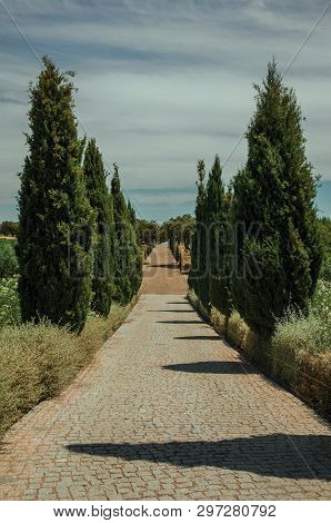Charming Cobblestone Path Encircled By Poplars And Bushes In A Vineyard Near Estremoz. A Nice Little