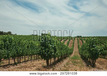 View Of Many Parallel Vines Stretches As Far As The Eye Could See Going Up The Hill, In A Vineyard N