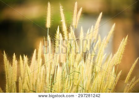Mission Grass Flower Or Pennisetum Pedicellatum Grass Meadow Sunset In The Garden / Desho , Graminea