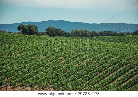 Landscape Of Many Vines Stretches As Far As The Eye Could See On Top Of The Hill, In A Vineyard Near