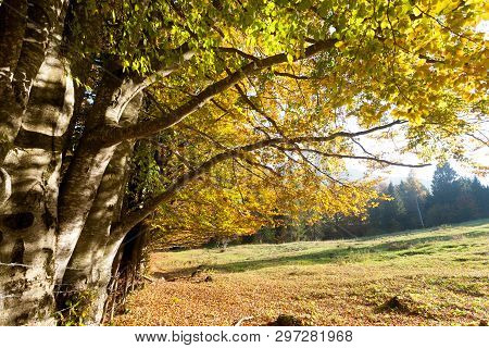 Trees In Autumn Season Background. Autumn Lansdscape