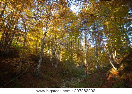 Trees In Autumn Season Background. Autumn Lansdscape