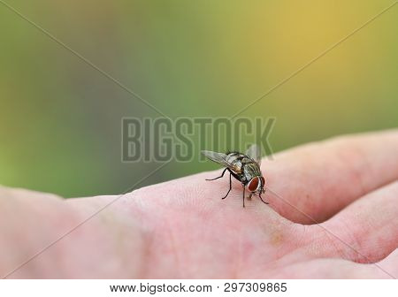 House Fly On Human Skin Hand / Close Up Fly Macro