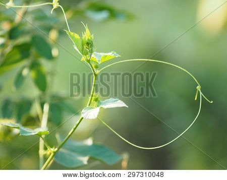Prefoliation Vernation Soft Shoots Of Trees On Blur Nature Background
