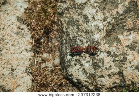 Close-up Of Two Colorful Mediterranean Red Bugs Over Granitic Stone, In A Sunny Day Near Monsanto. C
