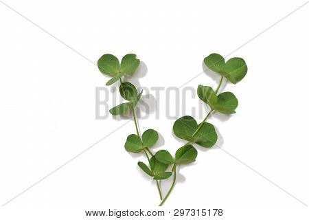 Green Clover Leaves Laid Out In The Shape Of A Wedge Isolated On A White Background.