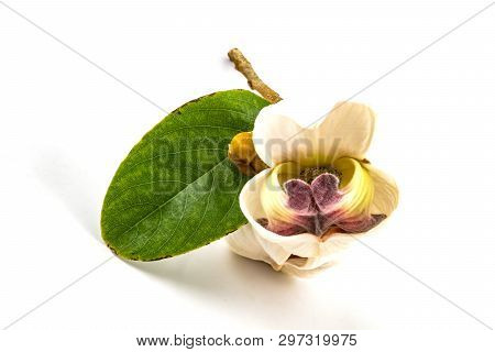Mahaprom Rachini Flower (mitrephora Sirikitiae)  Isolated On White Background