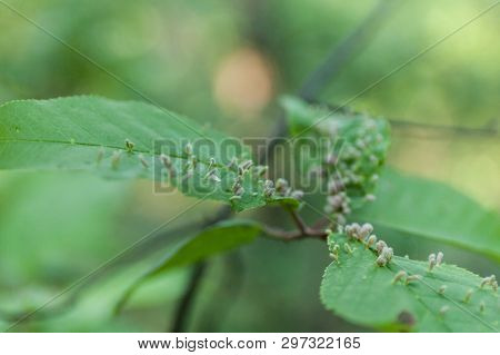 Gall Leaf Plant, Fungal, Akarinoz, Bacterial Bumps.