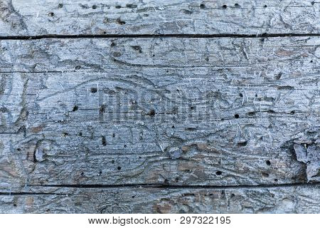 Aged Board, Abstract Art Backdrop With Shipworm Holes.