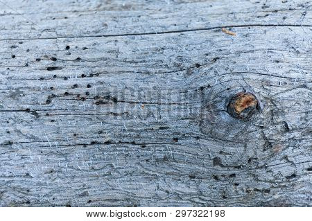 Abstract Aged Art Backdrop. Shipworm Holes On Wood Background.