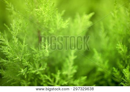 Green Natural Plants Landscape Using As Background Or Wallpaper. Fresh Concept. Ecology. The Bokeh E