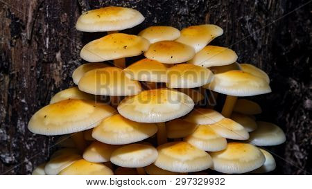 Sulphur Tuft, Hypholoma Fasciculare, Cluster Growing On Old Wood Macro, Selective Focus, Shallow Dof
