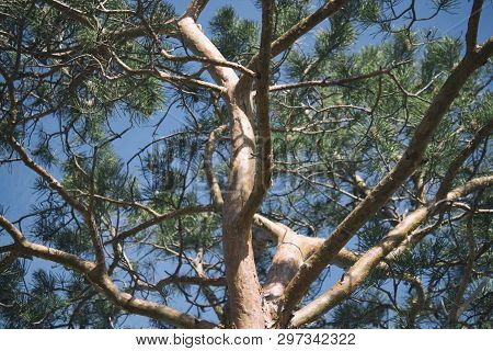 Pine Tree And Blue Sky. Pinus. Natural Background. Selective Focus.