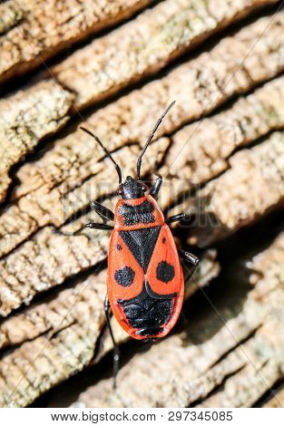 A Bug, Fire Bug Or Beetle On A Plant