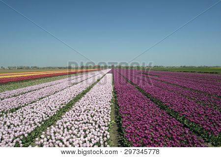 Landscape With Innumerable Colored Tulips In A Row In A Dutch Spring Landscape On A Sunny Day.where 