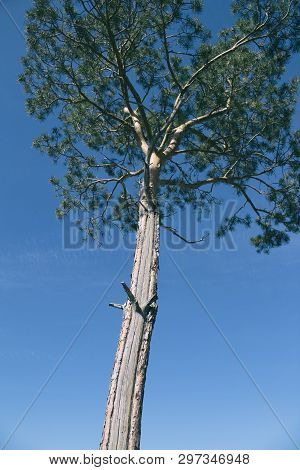 Pine Tree And Blue Sky. Natural Background. Pínus.