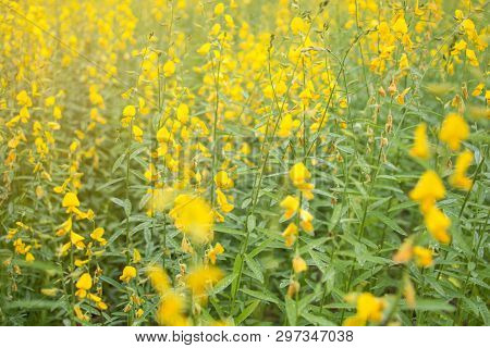 Soft Focus Of Blooming Indian Hemp Flower Field, Sunn Hemp Plant For Improving Soil.