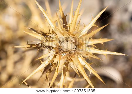 Burdock Plant With Thorns And Spike As Summer Sun Season Background