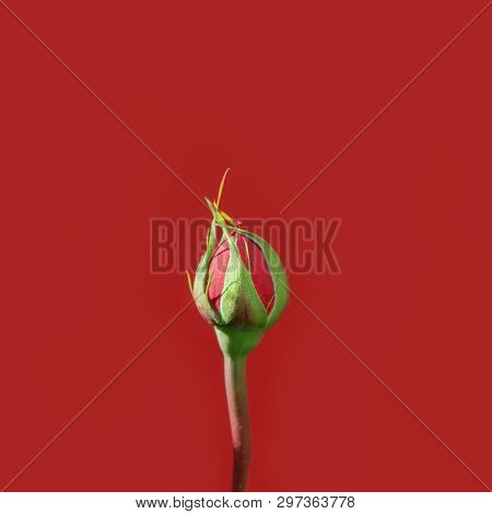 Rose Bud Isolated Against A Red Background