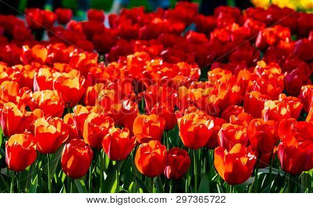 Beautiful Red Tulips In Sunny Weather In Holland.